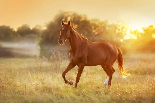 Κόκκινο Άλογο Τρέχει Στο Λιβάδι Στο Φως Ηλιοβασιλέματος — Φωτογραφία Αρχείου