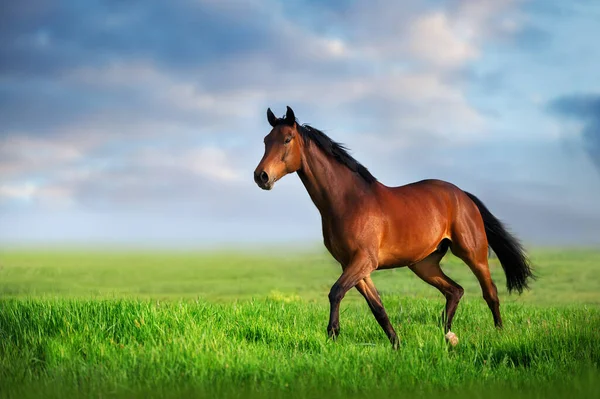 Cavalo Executado Campo Verde Contra Céu Por Sol — Fotografia de Stock