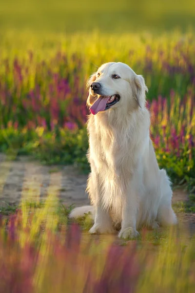 Golden Retriever Perro Sentado Campo Flores Salvia Atardecer Encendida —  Fotos de Stock