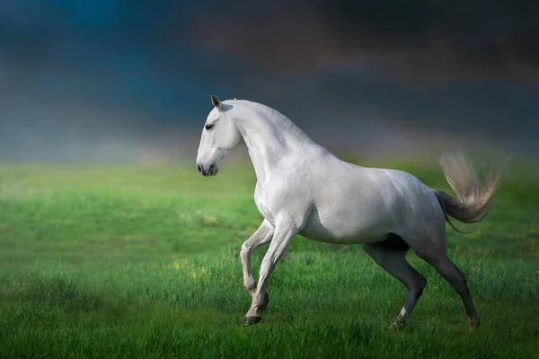 Cavalo Executado Campo Verde Contra Céu Por Sol — Fotografia de Stock