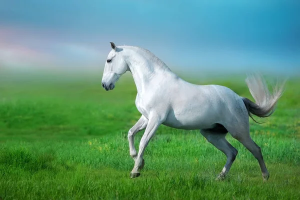 Häst Körs Grönt Fält Mot Solnedgången Himlen — Stockfoto