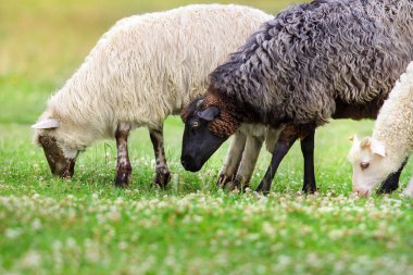 Yay yeşili otlakta otlayan koyunlar