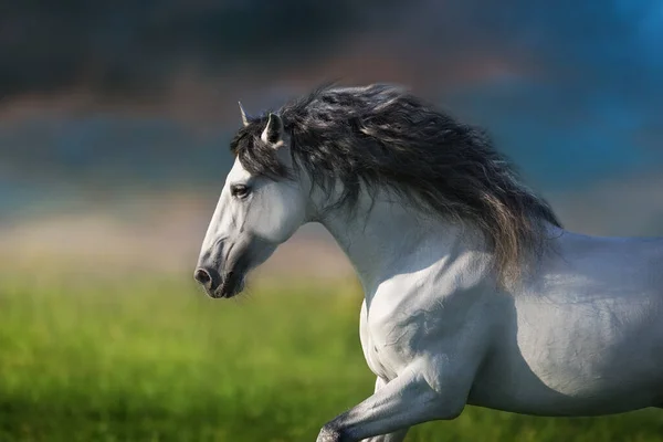 Koń Andaluzyjski Długa Grzywa Uruchomić Galop Bliska — Zdjęcie stockowe