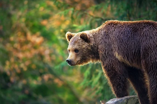 Бурый Медведь Крупным Планом — стоковое фото