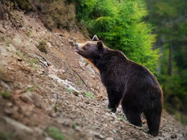 Ursul Brun Închide Portretul Aer Liber — Fotografie, imagine de stoc