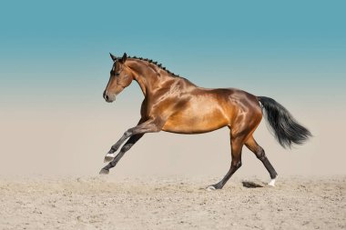 Uzun yeleli at çöl tozunda hızlı koşar.