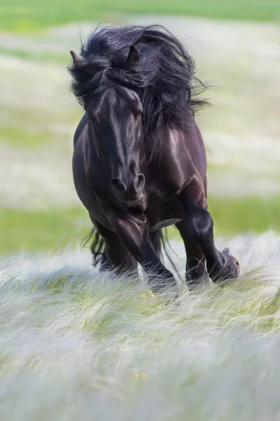 春の羽の草の中に長いマンネと黒種牡馬 — ストック写真