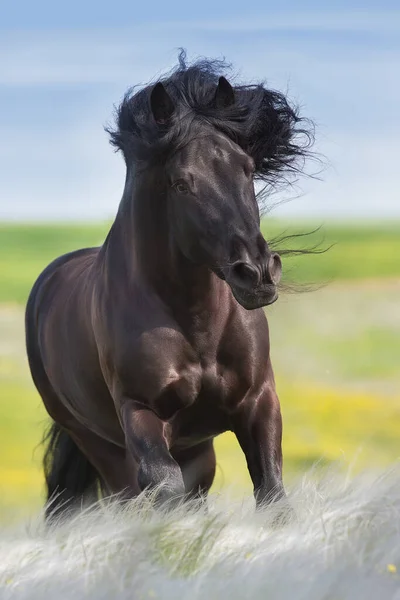 Black Stallion Long Mane Spring Feather Grass — Stock Photo, Image