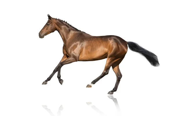 Bay Kůň Běží Volný Cval Izolované Bílém — Stock fotografie