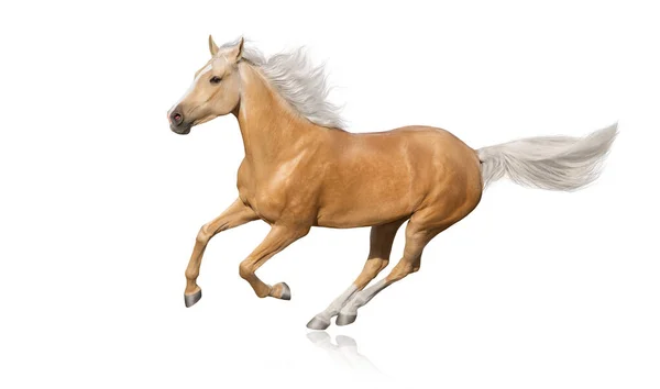 Palomino Paard Met Lange Manen Lopen Vrije Galop Geïsoleerd Witte — Stockfoto