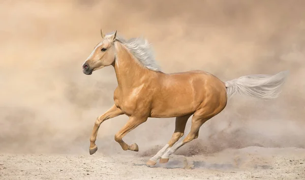 Кінь Вільний Біг Сонячному Світлі Пустелі — стокове фото