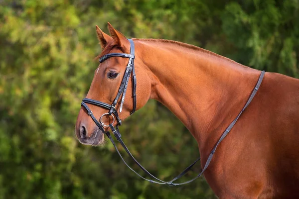 Bay Häst Porträtt Rörelse Utomhus — Stockfoto