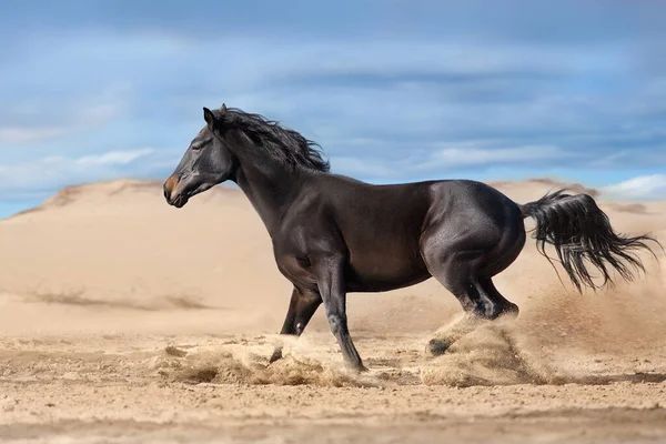 Bay Stallion Long Mane Free Run Fast Desert Dust — Stock Photo, Image