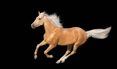 Uzun yeleli Palomino atı siyah arka planda izole edilmiş dört nala koşuyor.
