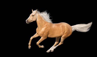 Palomino  horse with long mane run free gallop isolated on black background