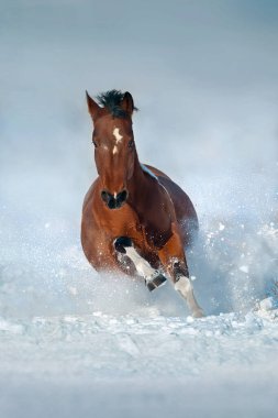 Kar tarlasında dört nala koşan güzel bir at.