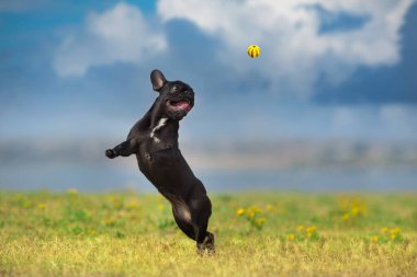 Fransız bulldog top için zıplıyor