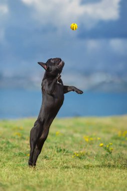 Fransız bulldog top için zıplıyor