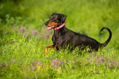 Doberman, ilkbahar çayırını çiçeklerle kapat.
