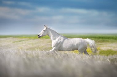 Beyaz Arap aygırı, Stipa çiçeklerinin olduğu çayırda özgürce koşuyor.