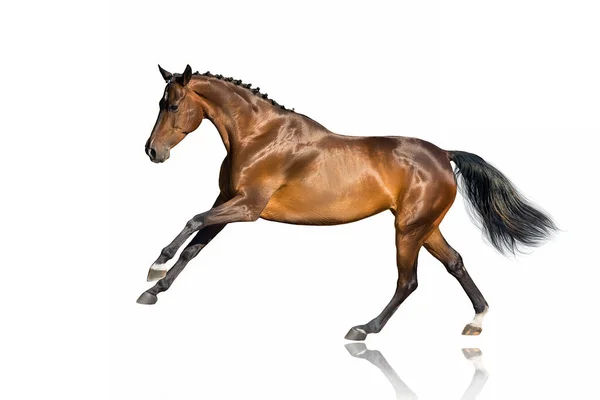 Bay Horse Run Free Gallop Isolated White — Stock Photo, Image