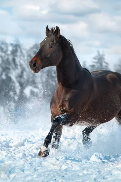 Piękny Wyścig Konny Galop Polu Śniegu — Zdjęcie stockowe