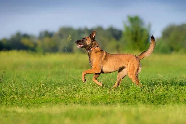 Malinois Får Springa Och Spela Boll Leksak Sommarfältet — Stockfoto