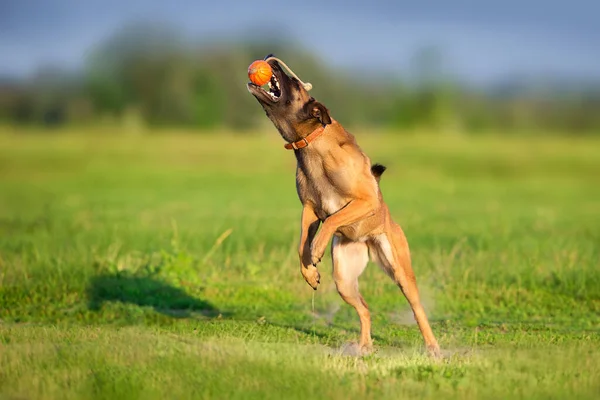 Malinois Cão Pastor Correr Jogar Brinquedo Bola Campo Verão — Fotografia de Stock