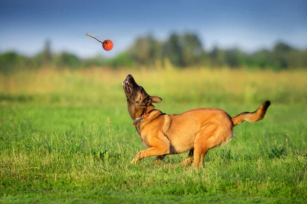 Malinois Sheepdog Run Play Ball Toy Summer Field — Stock Photo, Image