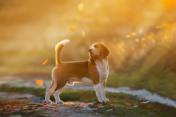 Beagle Dog Falling Leaves Sunset — Fotografia de Stock