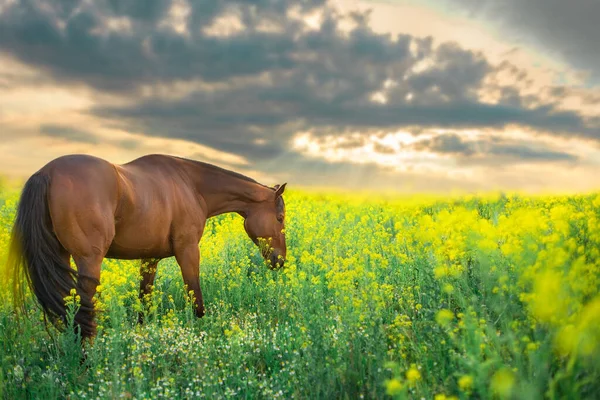 Bay Arabian Horse Portrait Rape Field Sunset Sky — Zdjęcie stockowe