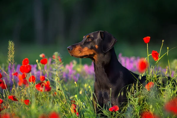 Doberman Cerca Prado Primavera Con Flores —  Fotos de Stock