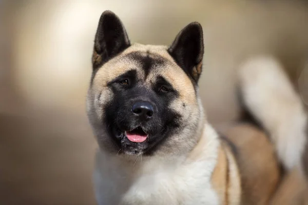 American Akita Close Portrait Outdoor — Photo