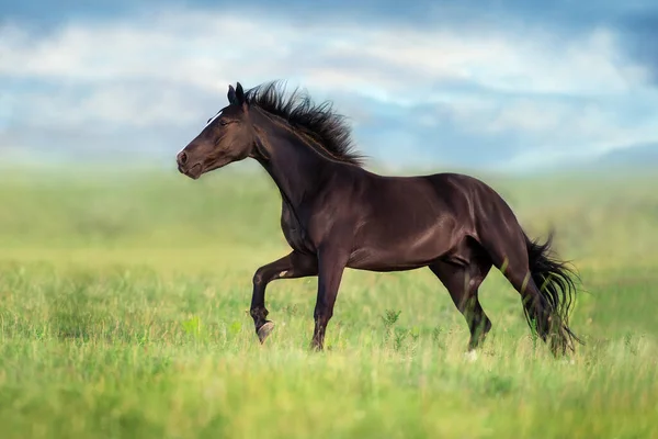 Zwart Paard Vrij Lopen Galop Weide — Stockfoto