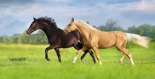 Cremello Black Horse Long Mane Run Trot Green Meadow — Foto de Stock