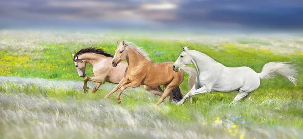 Horse Herd Free Run Gallop Stipa Meadow — Foto de Stock