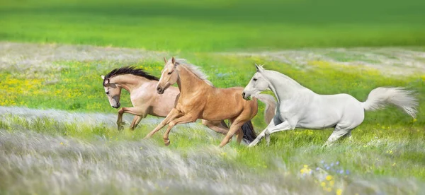 Kůň Stádo Volný Běh Cval Stipa Louce — Stock fotografie