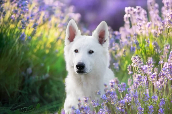 White Swiss Shepherd Dog Lavandula Flowers Sunrise — Stock Photo, Image