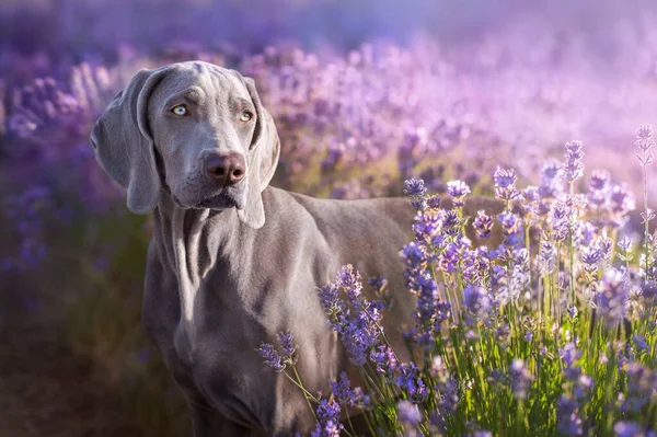 Weimaraner Zbliżenie Portret Lecie Lawander Kwiaty — Zdjęcie stockowe