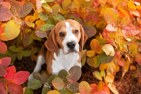 Dog Portrait Yellow Leaves — Φωτογραφία Αρχείου