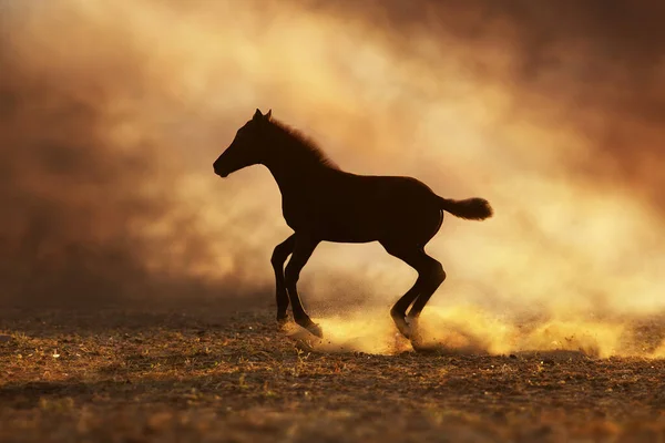 Potro Árabe Executar Galope Deserto Contra Luz Pôr Sol — Fotografia de Stock