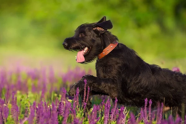 Schnauzer Dog Run Salvia Flowers Field — Fotografia de Stock