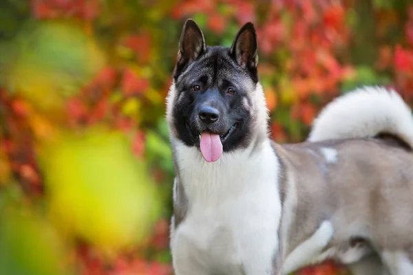 Amerikan Akita Köpeği Sonbahar Parkında Portreyi Kapat — Stok fotoğraf