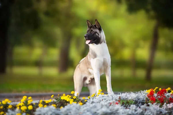 Americký Akita Pes Podzimním Parku — Stock fotografie