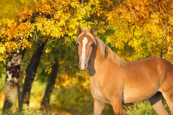 Beautiful yellow horse portrait in autumn park