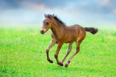 Körfez tayı yeşil çayırda koşar