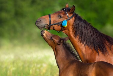 Bay mare and foal close up portrait in motion
