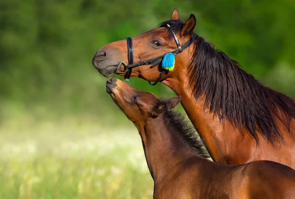 Bay Mare Foal Close Portrait Motion — Stok fotoğraf