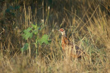 Pheasant Phasianus colchicus in the wild  is hiding in the grass.