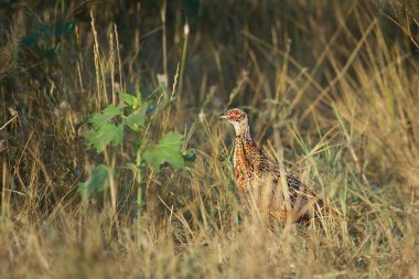 Pheasant Phasianus colchicus in the wild  is hiding in the grass. clipart